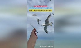 海鸥官方爆料视频大全集